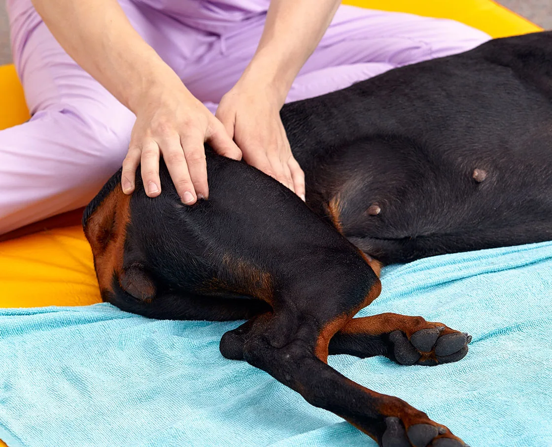 technician rubbi8ng dogs hind legs in massage