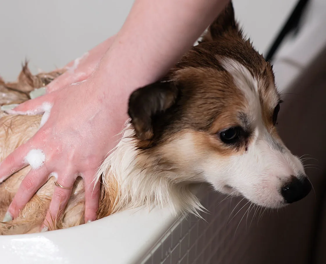corgi getting washed