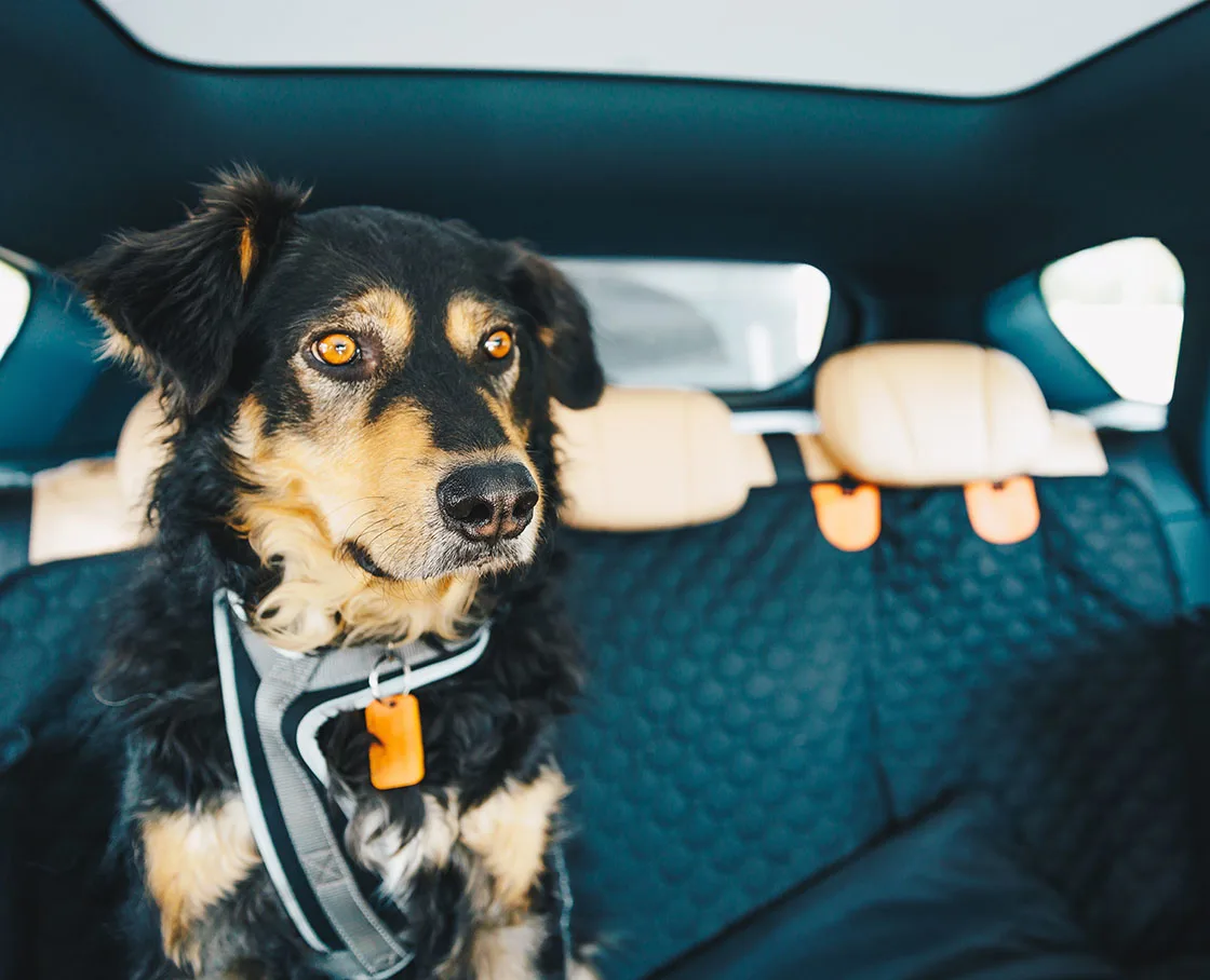 mixed breed dog with halter traveling in back seat of car