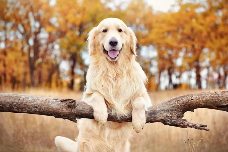 Tips on How To Strengthen Old Dogs Hind Legs