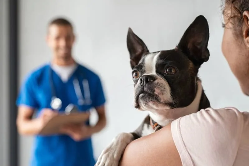 Mold Allergy in Dogs: Symptoms & Treatment