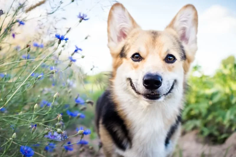 Costs of Owning a Dog