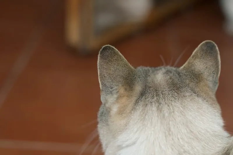 Aural Hematoma in Cat: When is Surgery Needed
