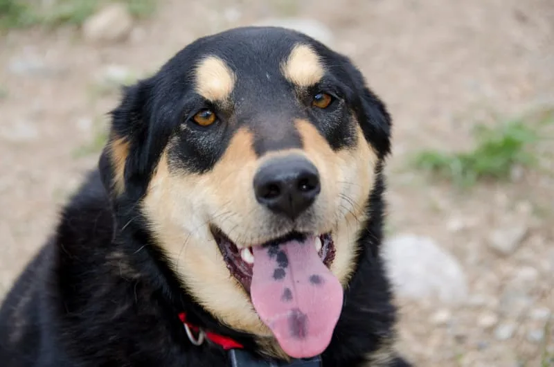 Hyperpigmentation & Black Spots On Dogs