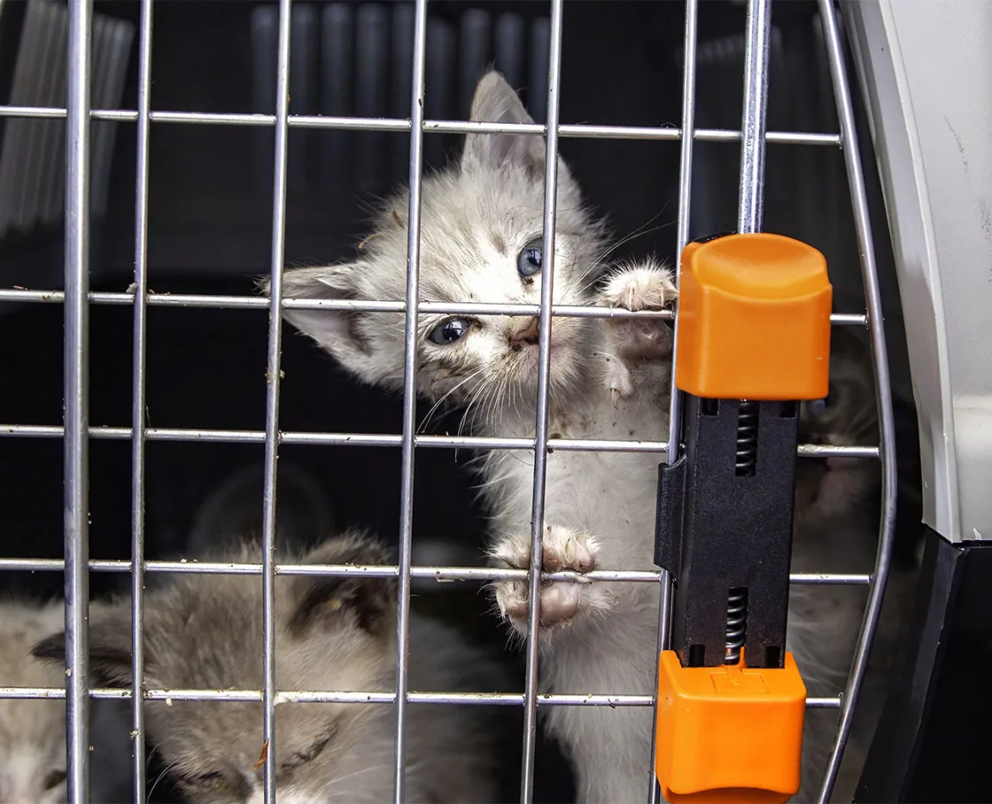 kittens in quarantine