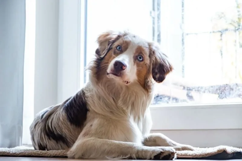 Ear Infections in Dogs