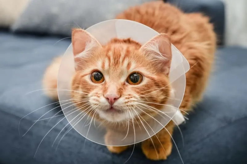 Cat Hernia Surgery