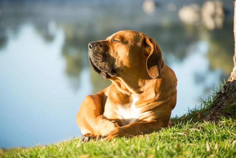 How to Recognize and Treat Heat Stroke in Dogs