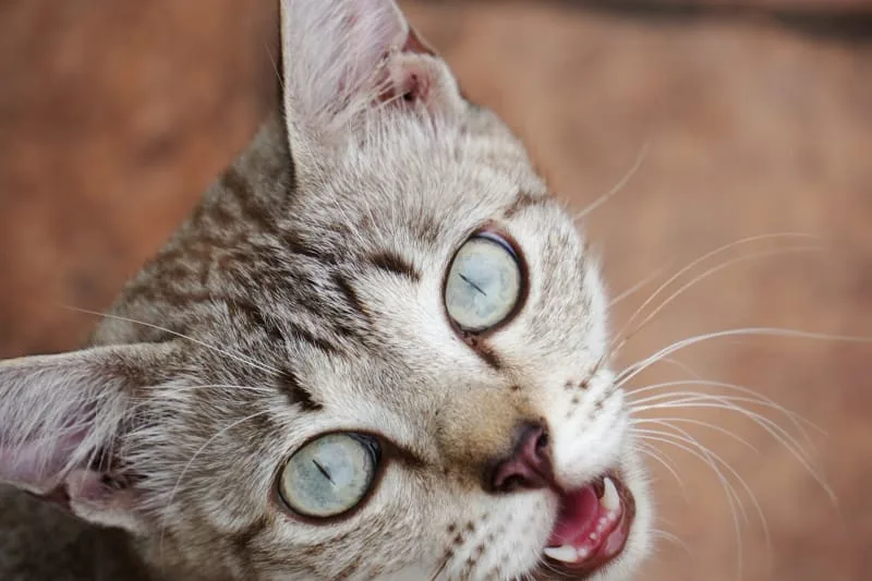 Why Is My Cat Breathing Fast?