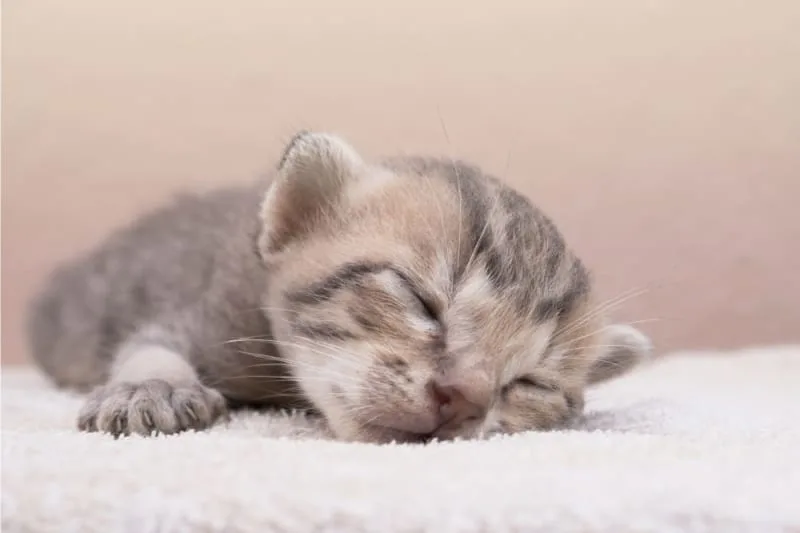 How To Take Care of a Newborn Kitten