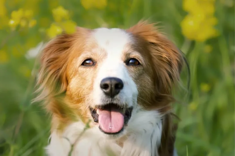 Getting Your Dog Fixed: Everything You Should Know About Getting Your Dog Neutered