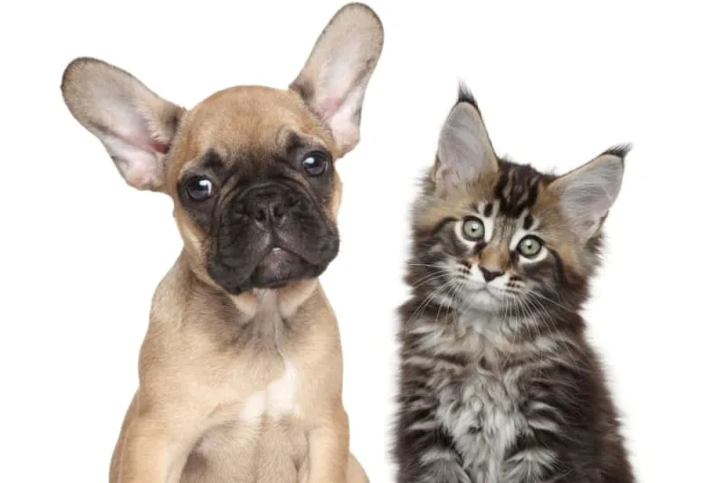 All You Should Know About Raising a Puppy & Kitten Together