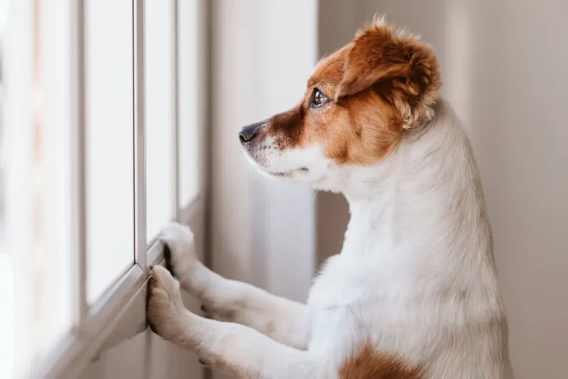 How Long Can You Leave a Dog Alone?