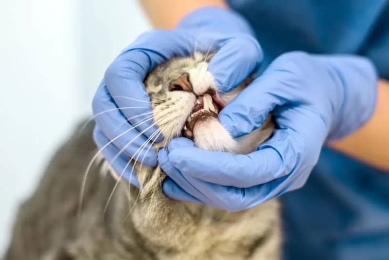 Cat Dental Health - What Every Owner Should Know About a Cat's Dental Hygiene
