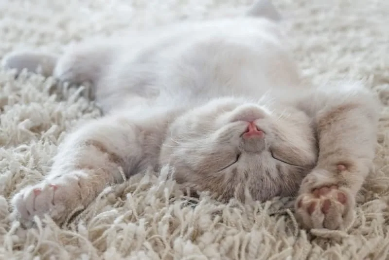Probiotics For Cats