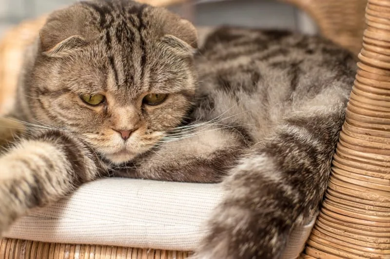 Signs & Symptoms of Pneumonia in Cats