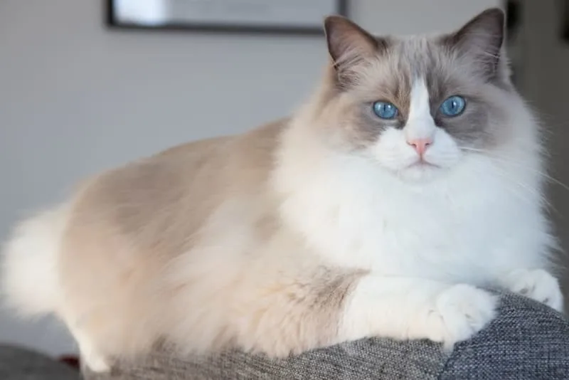 Which Cat Breeds Live The Longest?