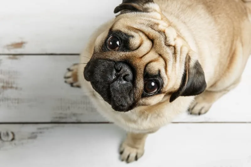 Nutrition, Diet & Your Dog's Skin Health