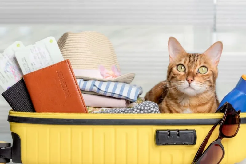 Where to Leave a Cat While on Vacation?