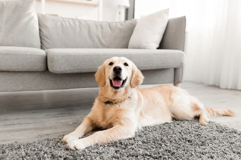 Constipation In Dogs