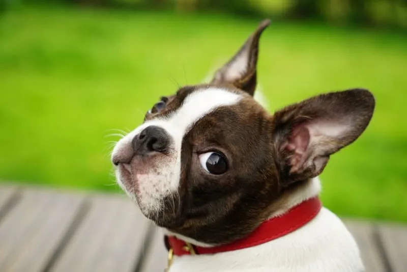 Top Cutest Dog Breeds That Stay Small Forever