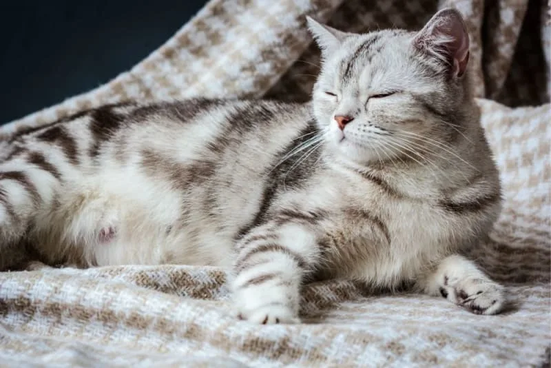 How long is a cat pregnant?