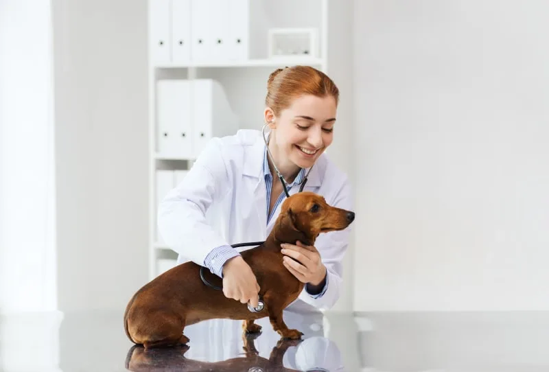What to Do if Your Dog Has a Vaccine Reaction