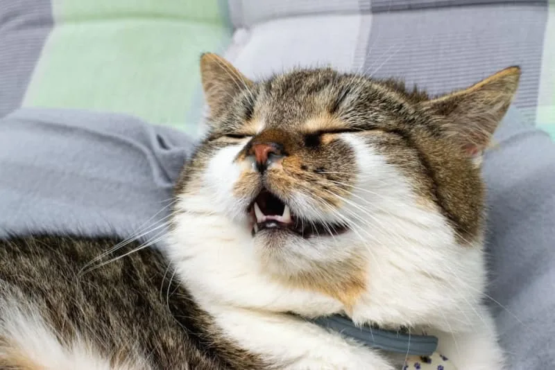 Seasonal Allergies in Cats and How to Handle Them