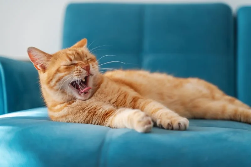 Stomatitis in Cats - What It Is & How It's Treated