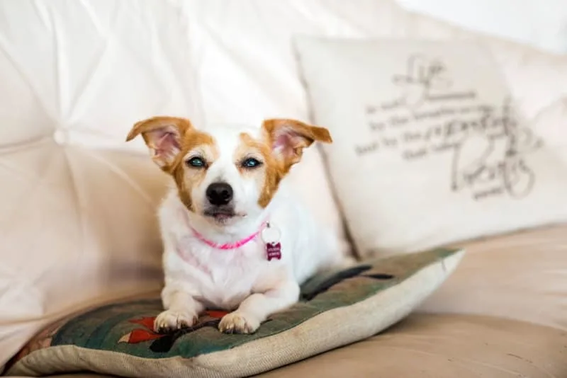 Cataract Surgery in Dogs