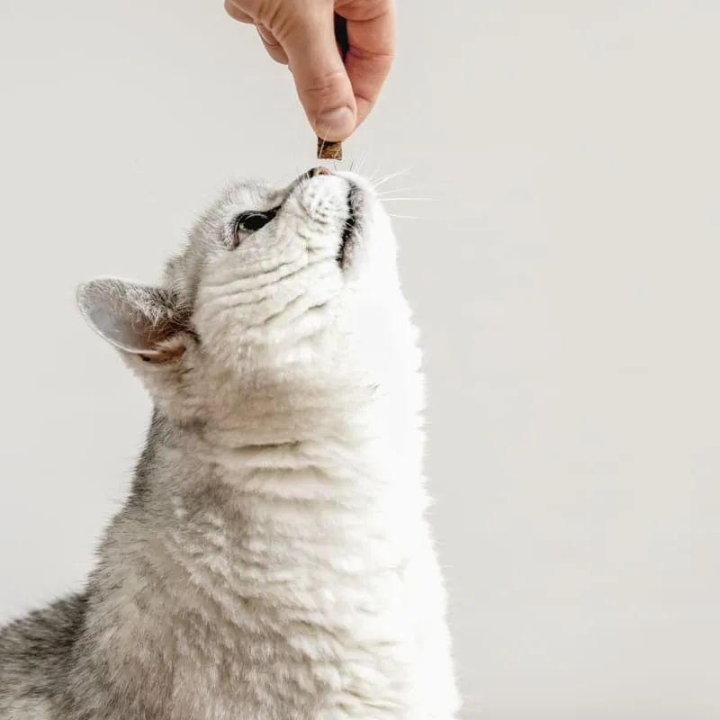 Help! My Cat Won't Eat