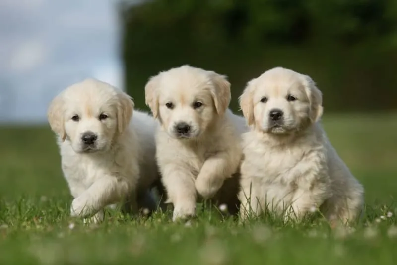 Puppy Vaccination Schedule