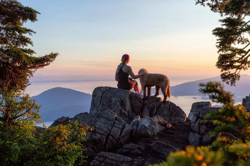 Dog Health Certificates for International Travel Adventures