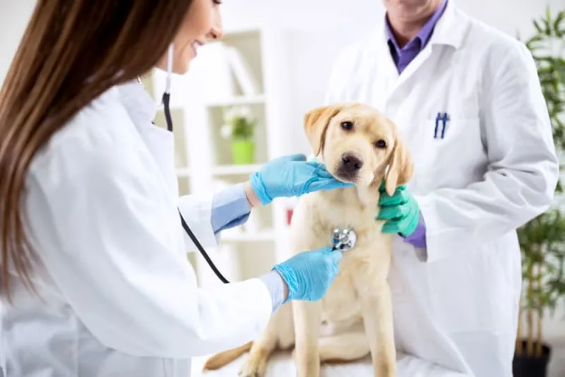 Puppy’s First Vet Visit: Checklist & What to Expect