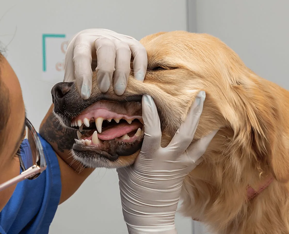 A veterinarian examines a golden retriever’s teeth during a dental check.