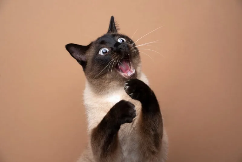 Why Does My Cat's Breath Smell Bad?