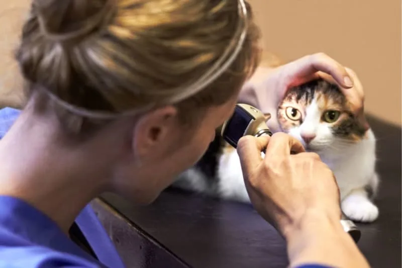 The Importance of Regular Eye Exams for Cats & Dogs