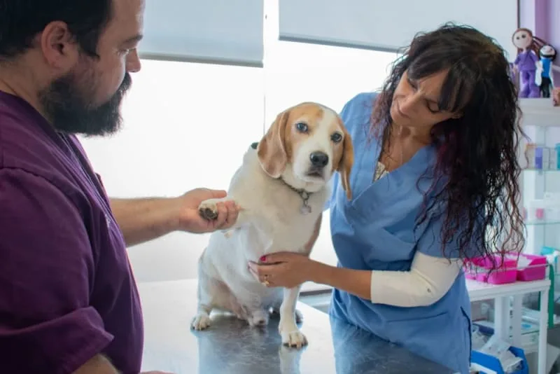 Common Orthopedic Problems in Dogs