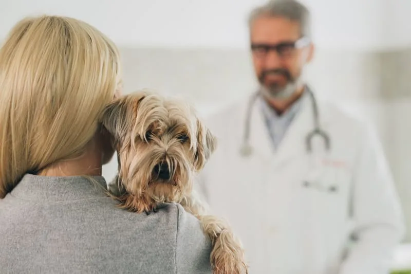 Your Puppy's First Vet Visit: A Checklist