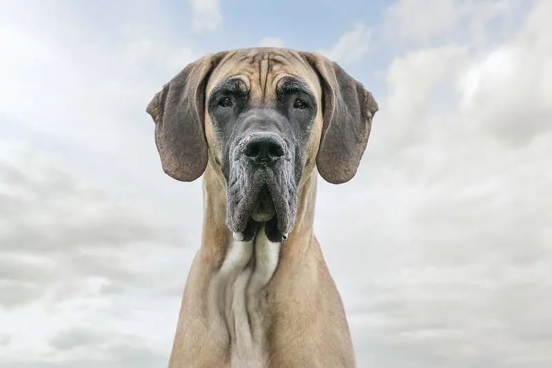 How Long Can a Dog Live After Being Diagnosed With Cancer?