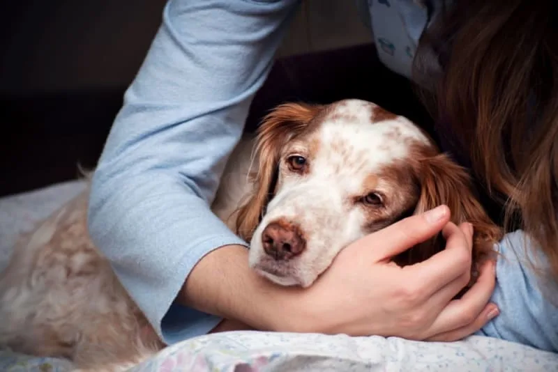 Dog Intestinal Blockage Surgery: Procedure & Recovery