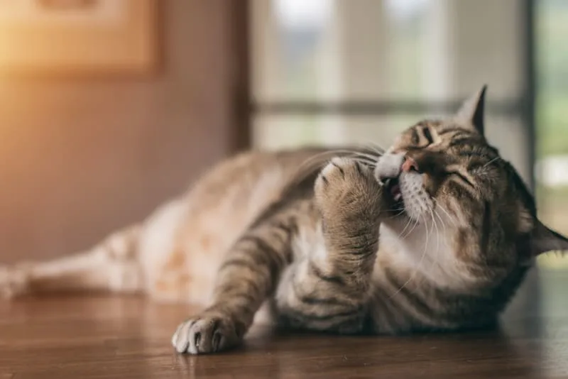Is My Cat Overweight?