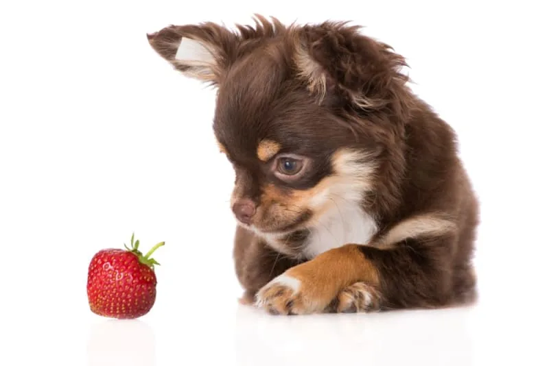 Which Fruits Can Dogs Eat?