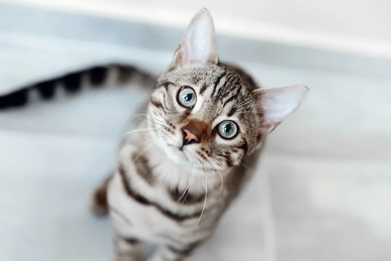 Hyperthyroidism in Cats - A Pet Parent's Guide