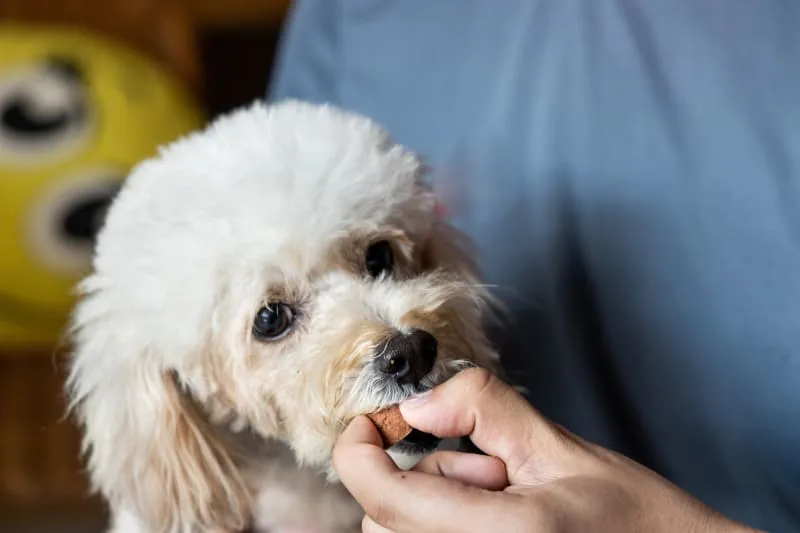 Heartworm Prevention - Signs to Watch For in Dogs