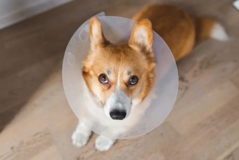 How Do I Manage My Dog's Pain After Neutering?