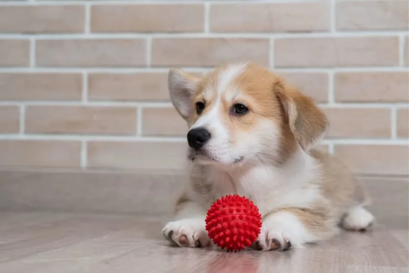 Leaving a Puppy Alone at Home For the First Time