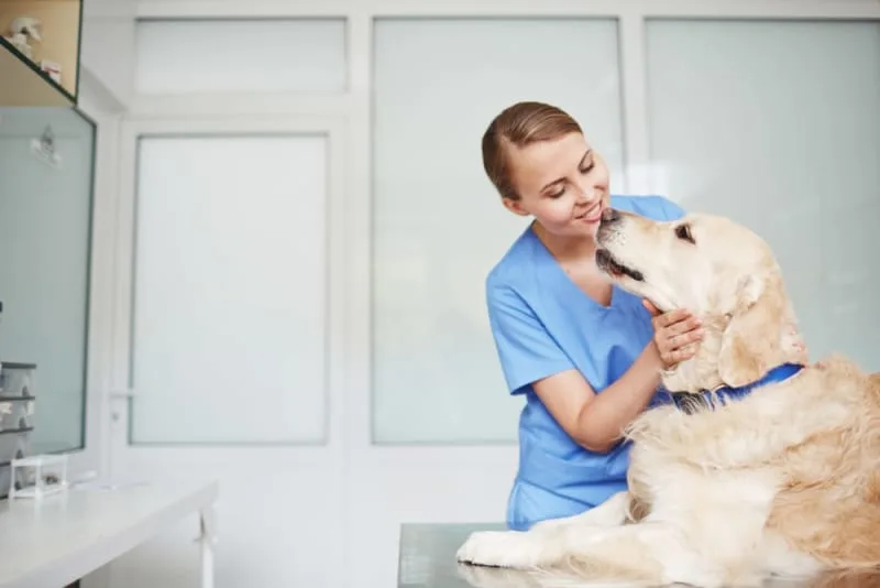 What is Veterinary Laser Therapy?