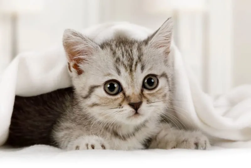 How Old Do Kittens Have to Be to Get Fixed?