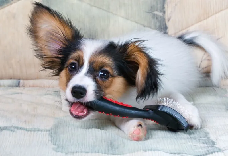 Grooming Your Puppy: When and How